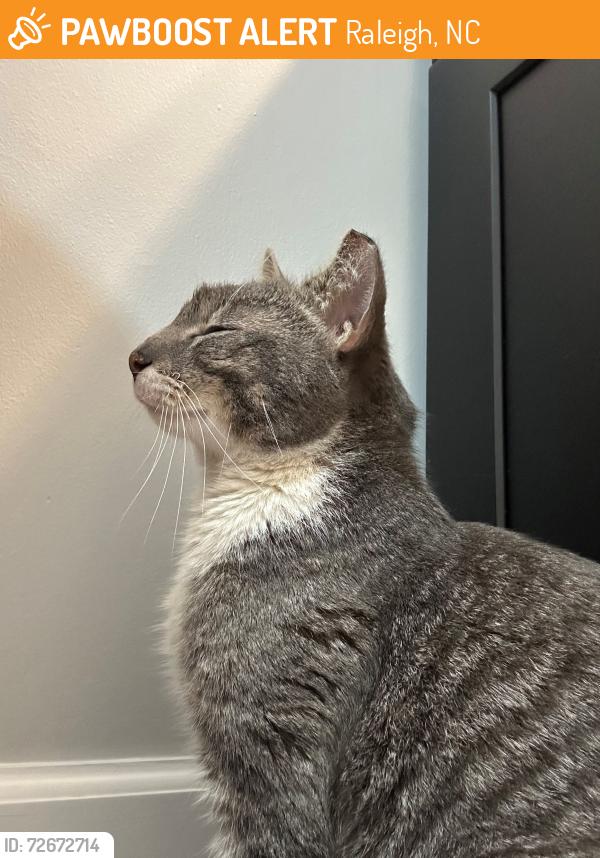 Found/Stray Male Cat last seen E. Peace Street and Harp St new Holy Trinity Church Construction Site, Raleigh, NC 27604