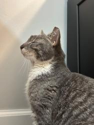 Found/Stray Male Cat last seen E. Peace Street and Harp St new Holy Trinity Church Construction Site, Raleigh, NC 27604