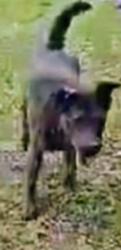 Lost Male Dog last seen Lee Road 955 Cussta Al off of Hwy 29 , Cusseta, AL 36852
