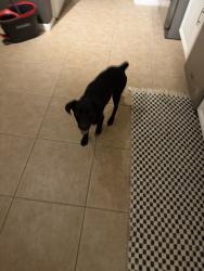 Found/Stray Female Dog last seen Rodgers road .       Found her, Houston, TX 77070