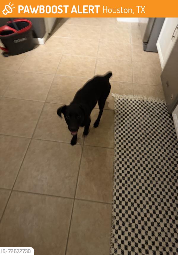 Found/Stray Female Dog last seen Rodgers road .       Found her, Houston, TX 77070