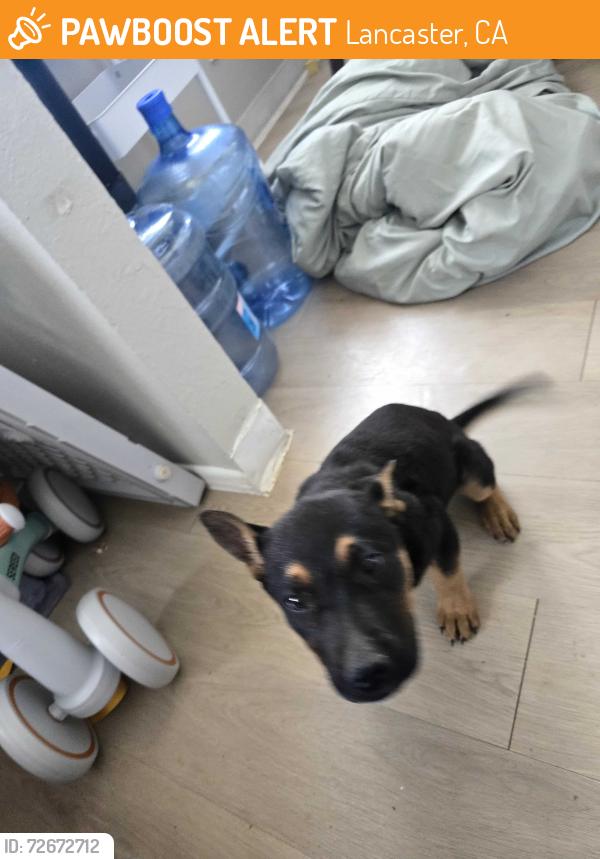 Found/Stray Male Dog last seen Division st. Lancaster, CA, Lancaster, CA 93536