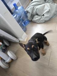 Found/Stray Male Dog last seen Division st. Lancaster, CA, Lancaster, CA 93536
