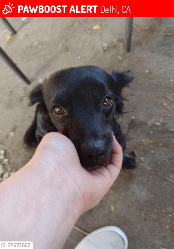 Lost Male Dog last seen El capitian way /sycamore lane Cressy, California , Delhi, CA 95315