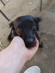 Lost Male Dog last seen El capitian way /sycamore lane Cressy, California , Delhi, CA 95315