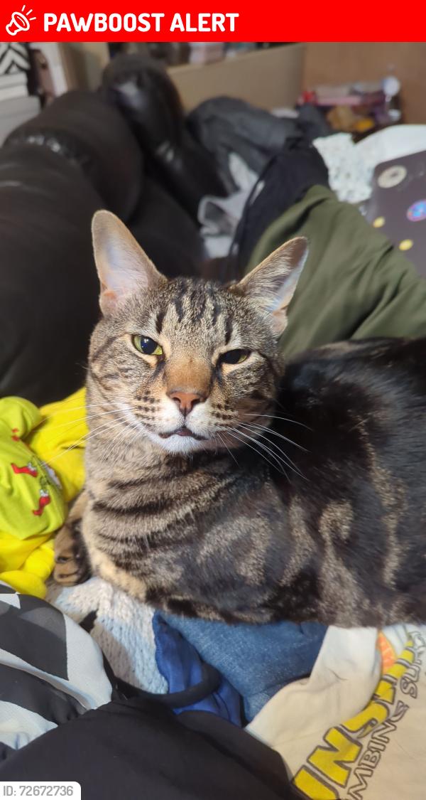 Lost Male Cat last seen Near Cypress drive, West Palm Beach, FL 33403
