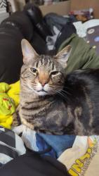 Lost Male Cat last seen Near Cypress drive, West Palm Beach, FL 33403