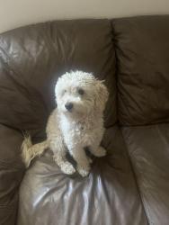 Lost Male Dog last seen mariners way, west lake dr , shoreline dr , Menifee, CA 92584