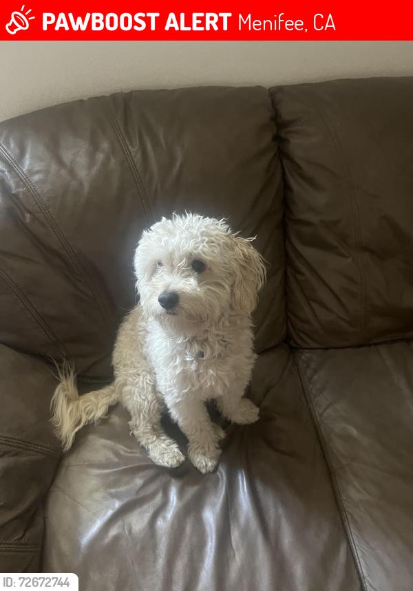 Lost Male Dog last seen mariners way, west lake dr , shoreline dr , Menifee, CA 92584