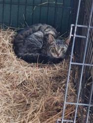 Found/Stray Unknown Cat last seen Near .pace road .old mill road .rakestraw mill, Hiram, GA 30141