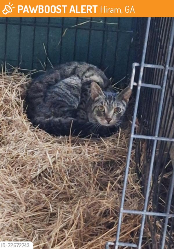 Found/Stray Unknown Cat last seen Near .pace road .old mill road .rakestraw mill, Hiram, GA 30141