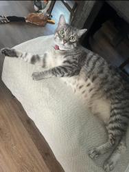 Lost Female Cat last seen El Oro plaza dr and el mirador dr, Elk Grove, CA 95624