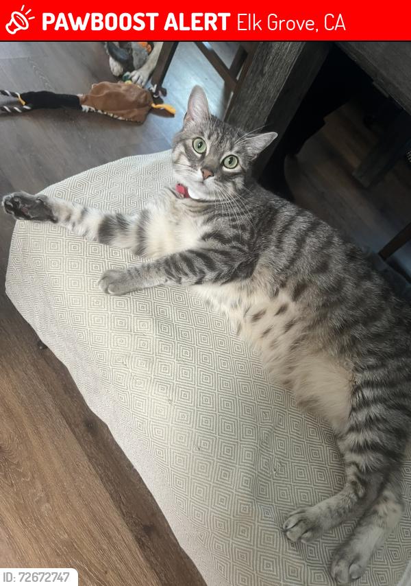 Lost Female Cat last seen El Oro plaza dr and el mirador dr, Elk Grove, CA 95624