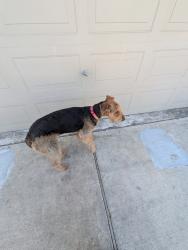 Found/Stray Female Dog last seen Blackhawk, Houston, TX 77089