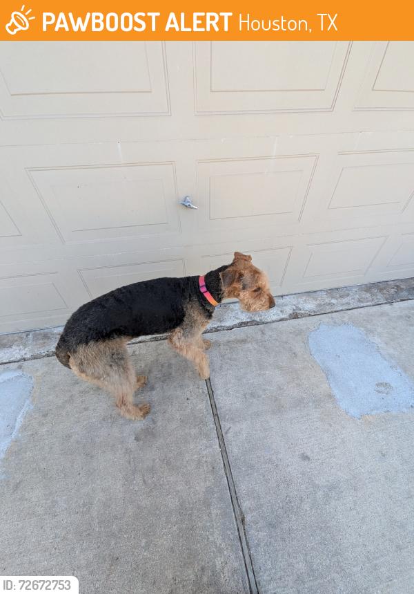 Found/Stray Female Dog last seen Blackhawk, Houston, TX 77089