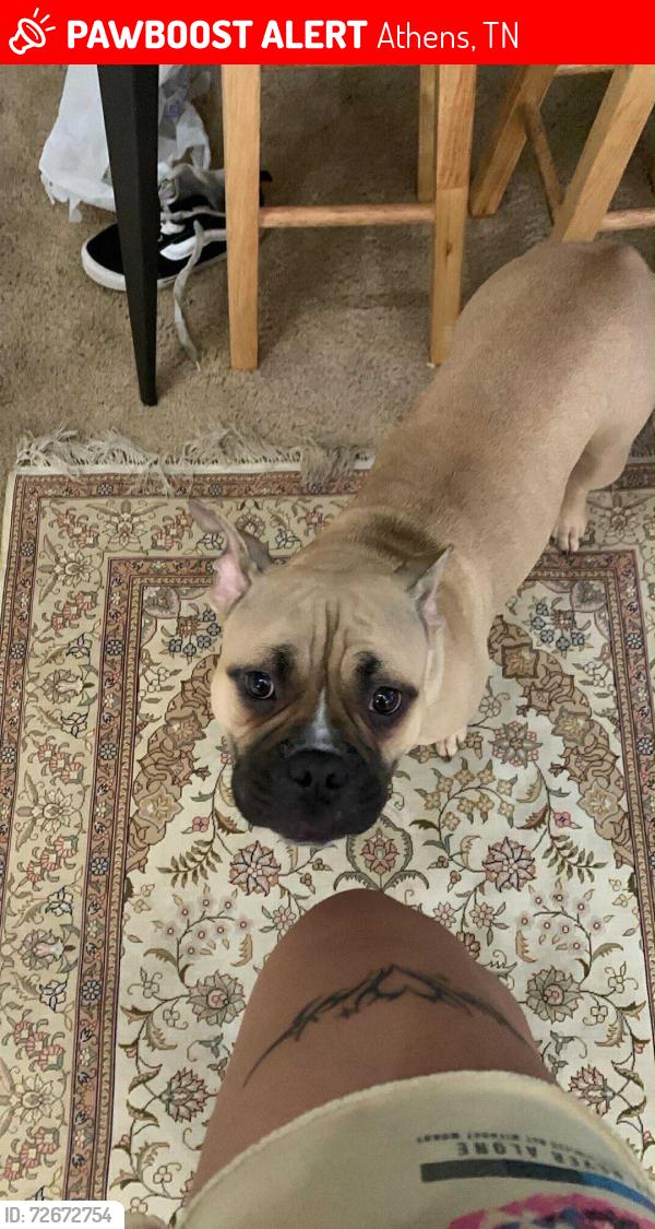 Lost Female Dog last seen Lost near my hse in Athens TN 37303, Athens, TN 37303