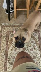 Lost Female Dog last seen Lost near my hse in Athens TN 37303, Athens, TN 37303