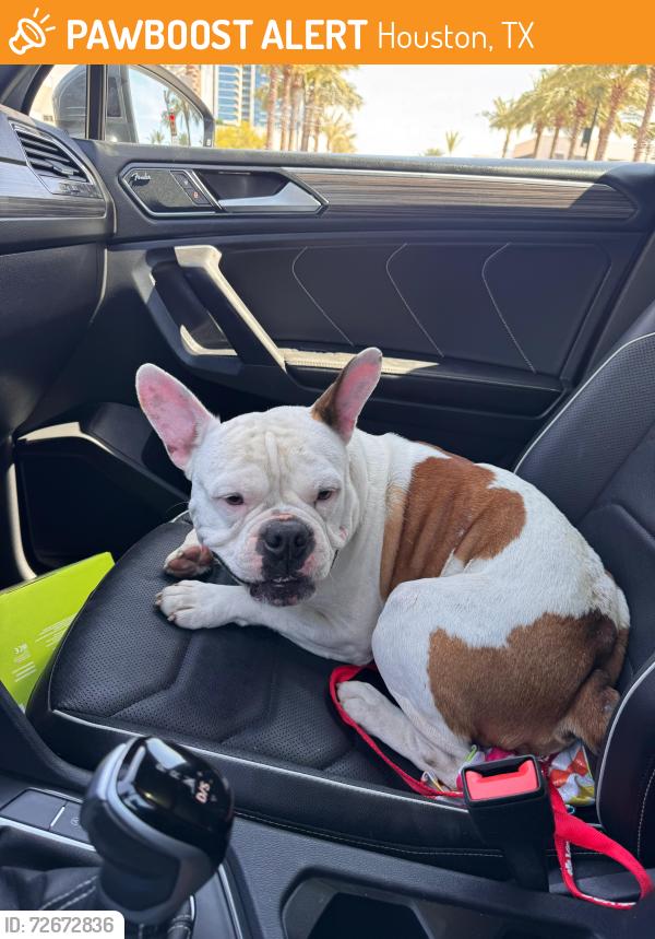 Found/Stray Male Dog last seen Gillette St and Allen Parkway, Houston, TX 77019