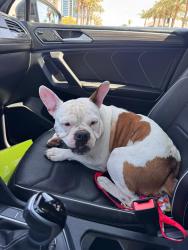 Found/Stray Male Dog last seen Gillette St and Allen Parkway, Houston, TX 77019