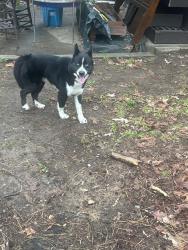 Found/Stray Unknown Dog last seen Near old chapel hill rd , Durham, NC 27707