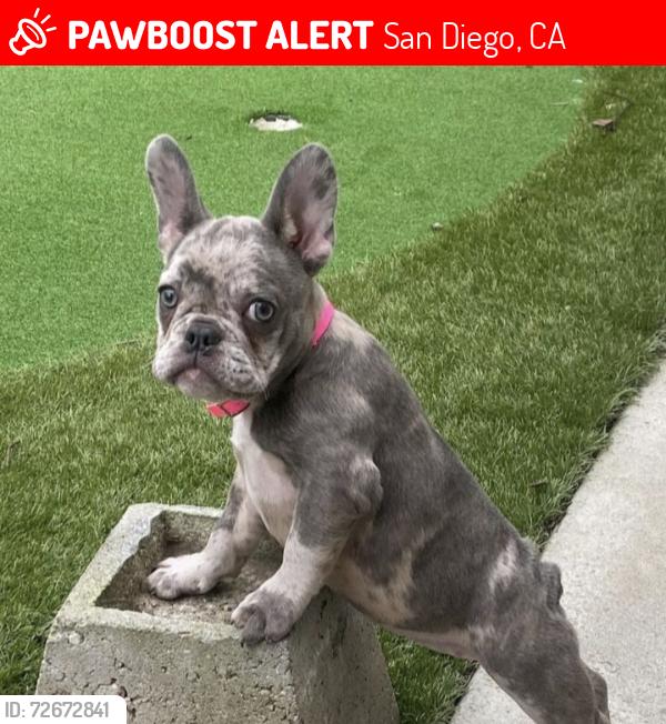 Lost Female Dog last seen Preece st and Comstock st, San Diego, CA 92111