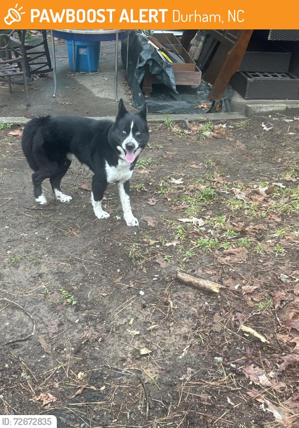 Found/Stray Unknown Dog last seen Near old chapel hill rd , Durham, NC 27707