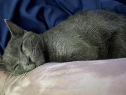 Lost Male Cat last seen Chicago Ave, Riverside, CA 92506