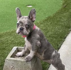 Lost Female Dog last seen Preece st and Comstock st, San Diego, CA 92111