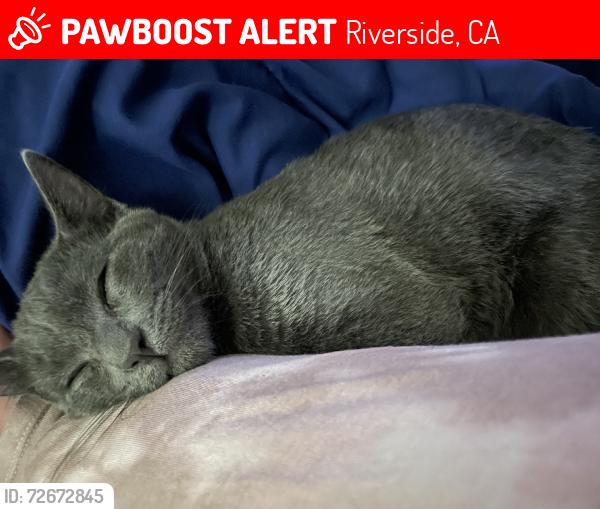 Lost Male Cat last seen Chicago Ave, Riverside, CA 92506