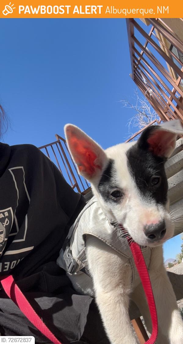 Found/Stray Female Dog last seen Central and Wyoming , Albuquerque, NM 87123