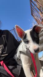 Found/Stray Female Dog last seen Central and Wyoming , Albuquerque, NM 87123