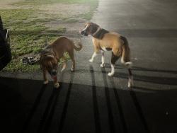 Lost Male Dog last seen Near autumn lane , San Antonio, TX 78219