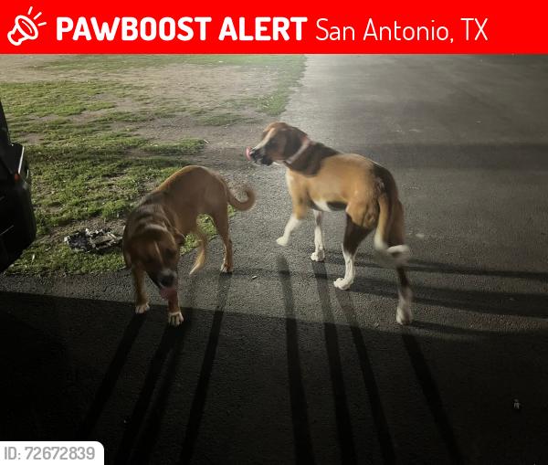 Lost Male Dog last seen Near autumn lane , San Antonio, TX 78219