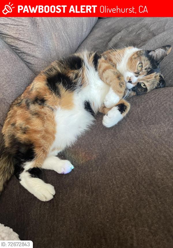 Lost Female Cat last seen Plumas lake road and river oaks blvd, Olivehurst, CA 95961