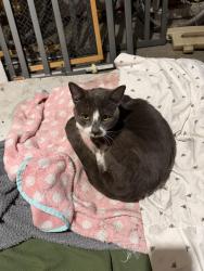 Found/Stray Male Cat last seen Birch Golf Subdivision , Cherry Hill Village, MI 48188