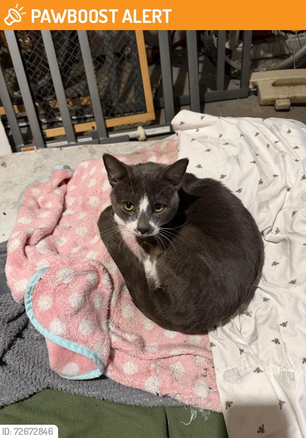 Found/Stray Male Cat last seen Birch Golf Subdivision , Cherry Hill Village, MI 48188