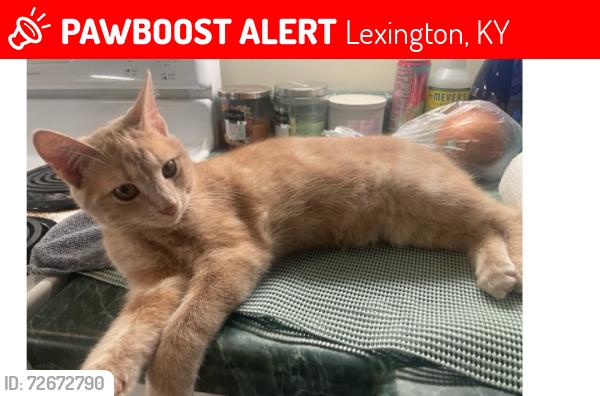 Lost Male Cat last seen Columbia Ave, Transylvania Park Ave, Euclid Ave, Lexington, KY 40508