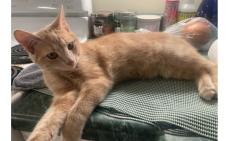Lost Male Cat last seen Columbia Ave, Transylvania Park Ave, Euclid Ave, Lexington, KY 40508