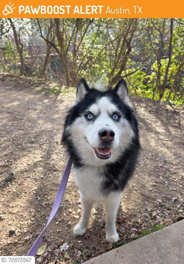 Found/Stray Male Dog last seen Zilker Park, Austin, Austin, TX 78704