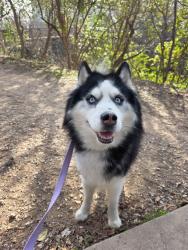 Found/Stray Male Dog last seen Zilker Park, Austin, Austin, TX 78704