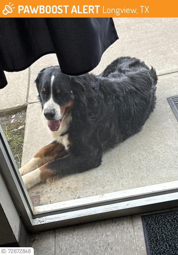 Found/Stray Male Dog last seen Cladtec Longview Tx, Longview, TX 75603