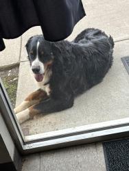 Found/Stray Male Dog last seen Cladtec Longview Tx, Longview, TX 75603