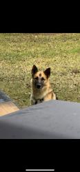Lost Male Dog last seen Lake Rd, Rosalee St, La Marque, TX 77568