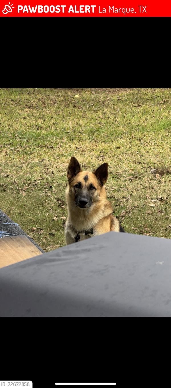 Lost Male Dog last seen Lake Rd, Rosalee St, La Marque, TX 77568