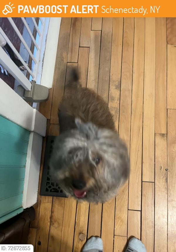 Found/Stray Male Dog last seen Dewitt ave , Schenectady, NY 12304