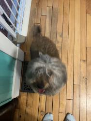 Found/Stray Male Dog last seen Dewitt ave , Schenectady, NY 12304