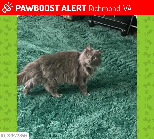Lost Male Cat last seen Lakeside and Brook Rd, Richmond, VA 23228