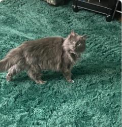 Lost Male Cat last seen Lakeside and Brook Rd, Richmond, VA 23228