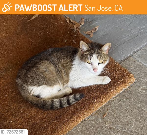 Found/Stray Female Cat last seen Willowmont Ave. / Cefalu Drive, San Jose, CA 95124