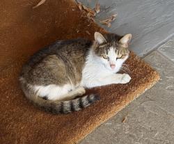 Found/Stray Female Cat last seen Willowmont Ave. / Cefalu Drive, San Jose, CA 95124
